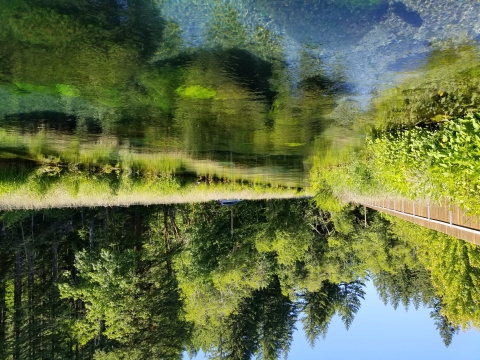 Clear Tyee Springs, the water source for Carson NFH, located next to a road and within the National Forest.
