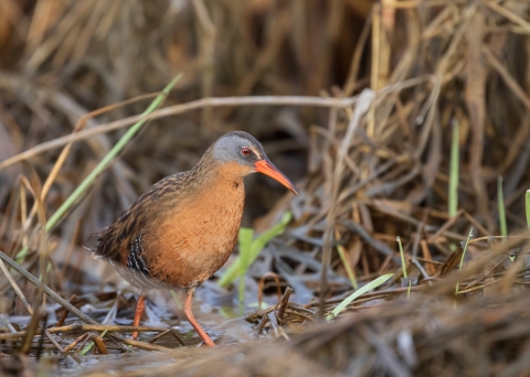 Virginia rail along a wetland