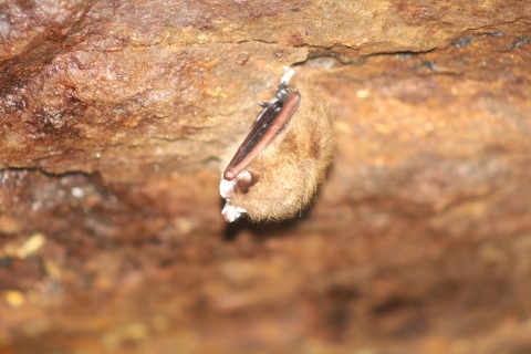A light brown bat hangs from the cave ceiling. WNS dots it's face and wings.