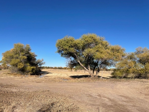 A dry wetland lined with cottonwood trees at Bosque del Apache National Wildlife