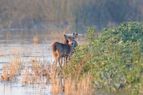 Two deer stand on the edge of a shallow wetland chewing food and looking back at the camera. Grasses in the wetland are clumps of golden tan stalks and the right side has green shrubs on the wetland's edge.
