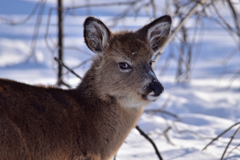 A young white-tailed deer with a fluffy winter coat