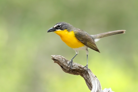 Yellow-breasted chat perched on a branch