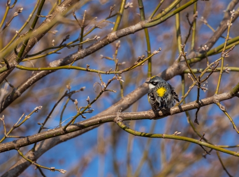 Yellow-rumped warbler perched in a tree