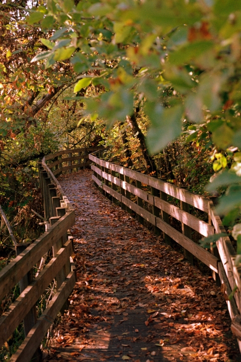 Boardwalk trail during the Fall season
