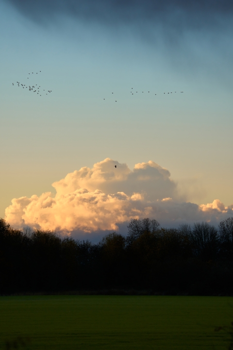 Cloudy day with tree line in the background