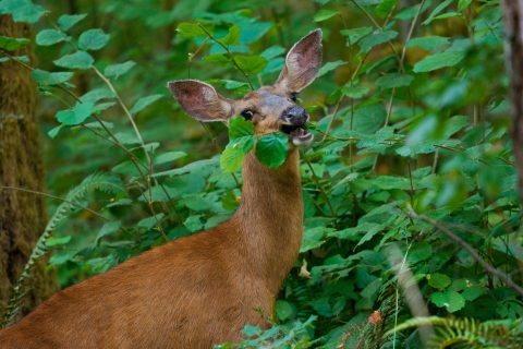 Black-tailed deer feeding