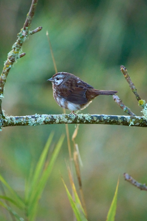 Small brown bird with white patches perched on a branch