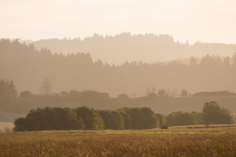 Morning haze in a field with trees and hills in the background.