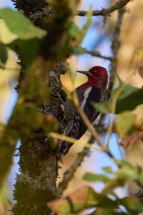 Large woodpecker with red head perched on tree
