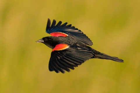 Blackbird with red wing patches in flight