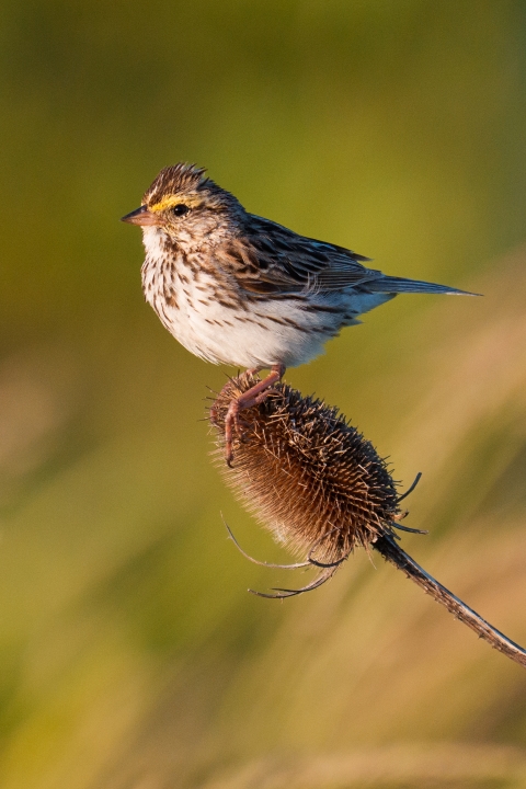 Small brown bird (Savannah Sparrow) perched on thistle