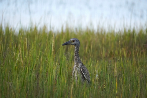 A small brown and white heron stands in a marsh.