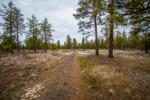 A hiking trail passes through a pine forest