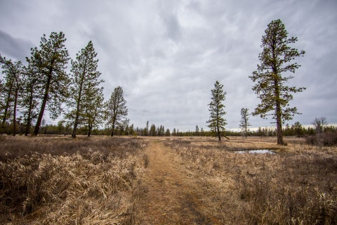 A hiking trail through an open woodland