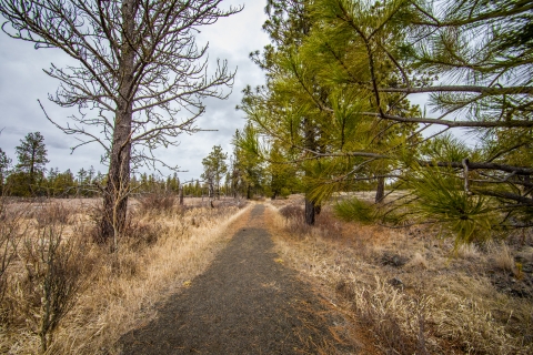 A trail winds through an open woodland