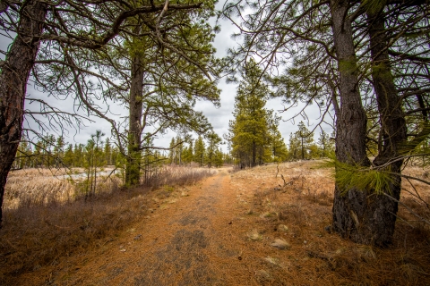 A trail winds through an open woodland