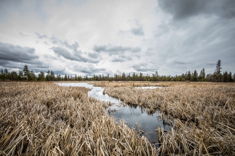 A wetland filled with grass and reeds