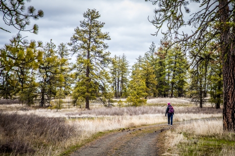 A woman walks down a gravel trail through an open woodland