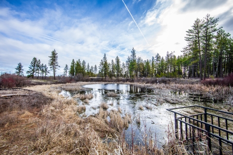 A wetland next to some pine trees