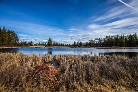 A beaver lodge marks the edge of an active wetland