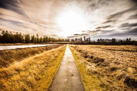 A paved trail passes next to a wetland