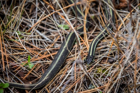 A small garter snakes slithers among pine needles