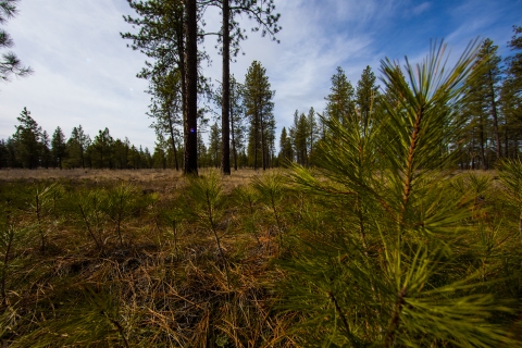 Young ponderosa pine saplings coming up out of the ground
