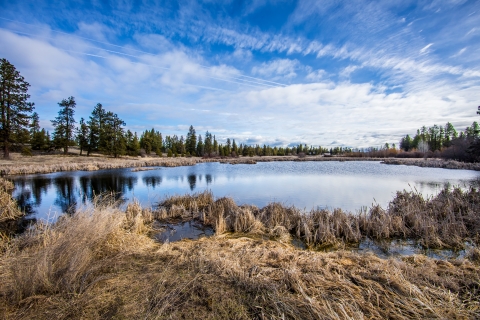 A small pond next to some pine trees