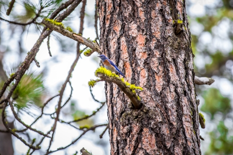 A western bluebird perched on a branch