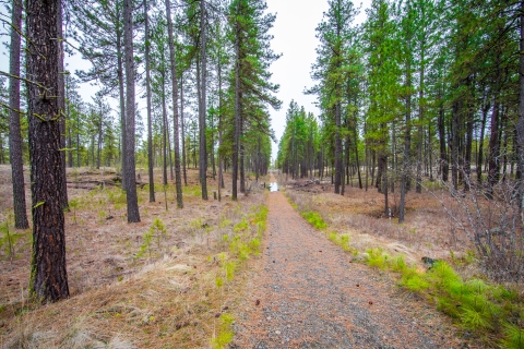 A hiking trail through a pine woodland