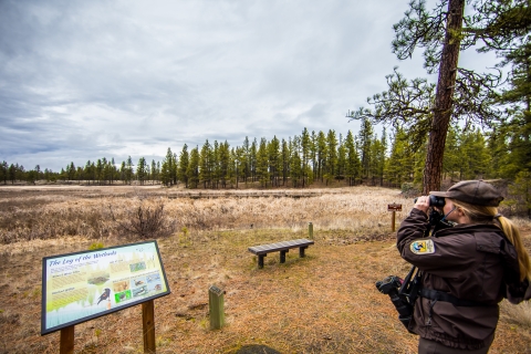 A ranger uses binoculars to look for birds while standing next to an interpretive panel