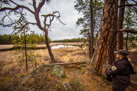 A ranger looks out at a small lake while standing next to a ponderosa pine