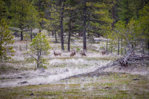 A herd of mule deer