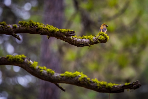 A female crossbill sitting on a lichen covered branch