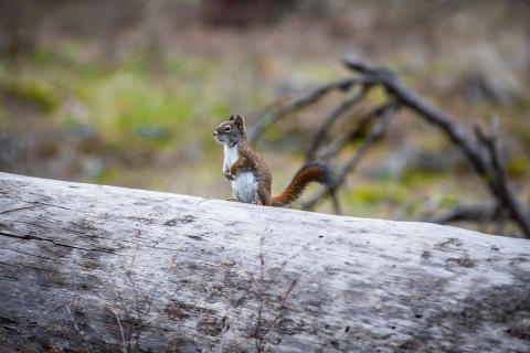 A gray squirrel sits on a fallen log