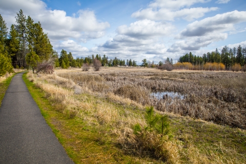A paved trail next to a wetland