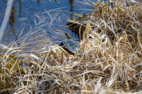 A painted turtle basks in some grass next to a pond