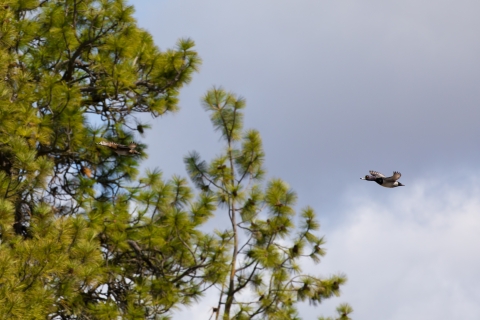 A pair of ring-necked ducks fly next to some pine trees