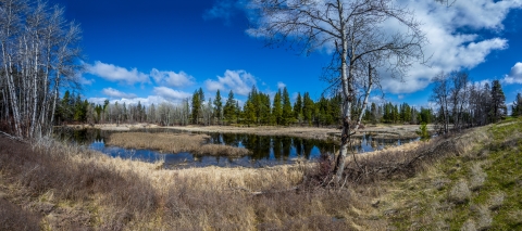 A panoramic photo of a small wetland