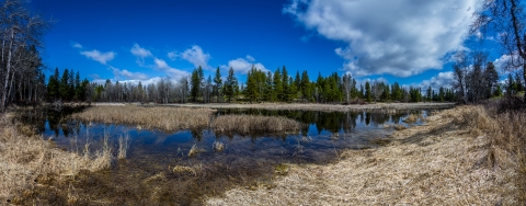 Panoramic photo of a small wetland