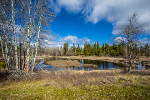 A stand of aspen trees next to a small wetland