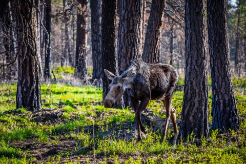 A young moose in the woods