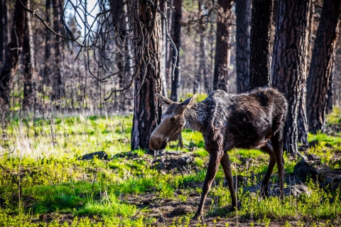 A young moose in the woods