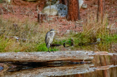 A young great blue heron perched on a log