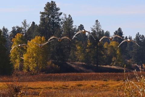 A flock of swans flying