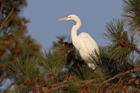 A great egret perched in a pine tree