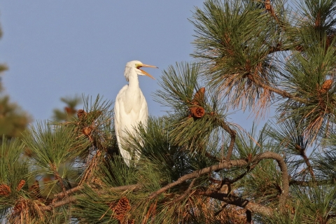 A great egret vocalizes while perched in a pine tree
