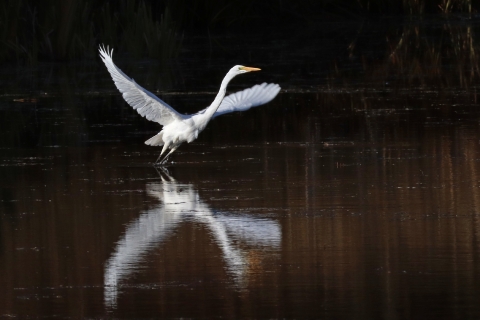 A great egret takes flight from a pond