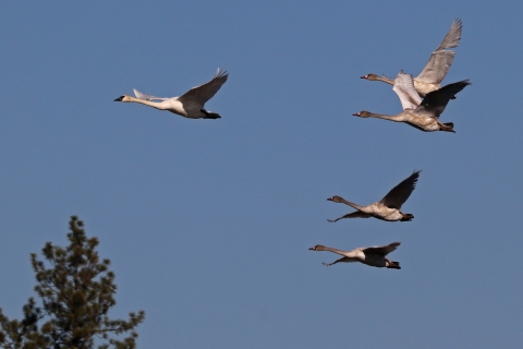 A flock of swans flying
